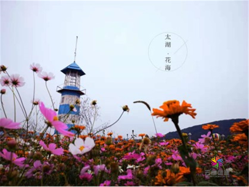 太湖花海4.jpg